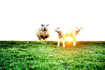 Schafe auf dem Deich von Thomas Schaefer