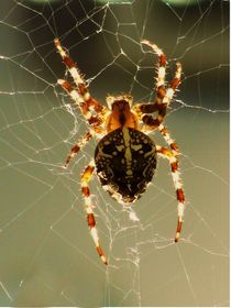 Spinnennetz und eine Spinne by theresa-digitalkunst