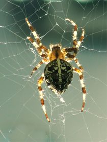 Spinnennetz 2 von theresa-digitalkunst