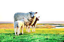 Schaf mit zwei Lämmern auf dem Deich by Thomas Schaefer