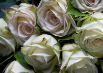 White Roses by Robert  Perks