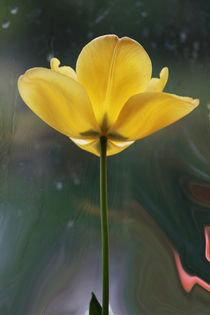 Yellow Tulip by Robert  Perks