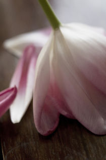 Pink Tulip von Robert  Perks