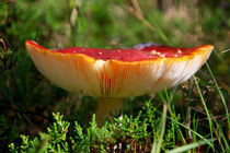 Fly Agaric by Buster Brown Photography