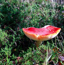 Fly Agaric 2 von Buster Brown Photography