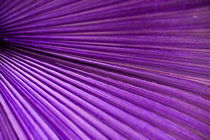 Palmenblatt in lila by Thomas Brandt