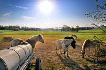 Pferdekoppel am Morgen von Thomas Schaefer