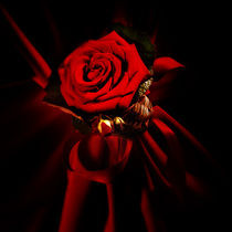 The red rose by Bombaert Patrick