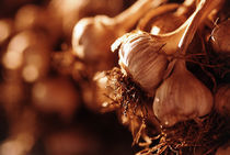 bunch of garlic by Bombaert Patrick