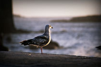 Seagull at sunset von Bombaert Patrick