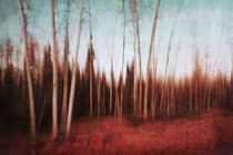 autumn forest by Priska  Wettstein