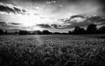 Wheat field von Ivan Aleksic