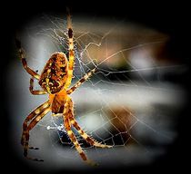 Spider by Ivan Aleksic