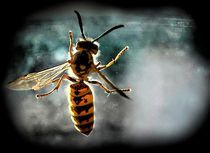 Wasp by Ivan Aleksic