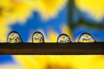 Sunflowers inside water drops by Marc Garrido Clotet