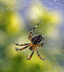 Spider plays with water drops by Wolfgang Dufner
