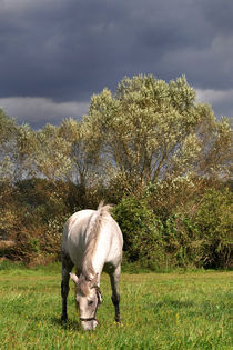 White Horse - Mark Brandenburg von captainsilva
