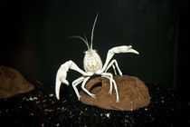 Procambarus clarkii "white pearl" -  weißer Sumpfkrebs by Roland Hemmpel