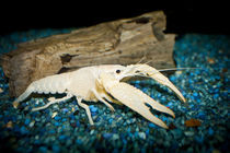 Procambarus clarkii "white pearl" -  weißer Sumpfkrebs 2 von Roland Hemmpel