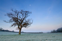 Tree and Moon at Dawn by Craig Joiner