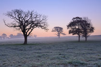 Trees at Dawn by Craig Joiner