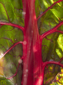 Flux végétal rouge von Roland  Vanoverberghe