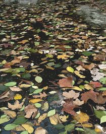 Leaves in Stream by John van Benthuysen