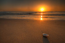 sunrise shell by photoart-hartmann