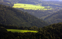 Waldwiesen im Licht by Wolfgang Dufner
