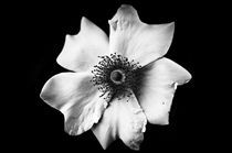 White flower on black by Mirko Chessari