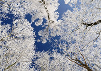 Frozen Trees by Martin Krämer