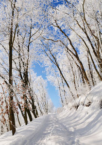 Winter Path von Martin Krämer