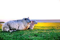 Schaf mit Lamm auf dem Deich von Thomas Schaefer
