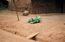 A bunch of bananas at the roadside near Yokadouma, Cameroun von Palle Smith-Petersen