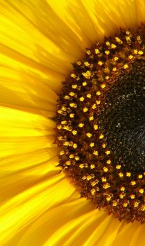 Sonnenblume-links von theresa-digitalkunst
