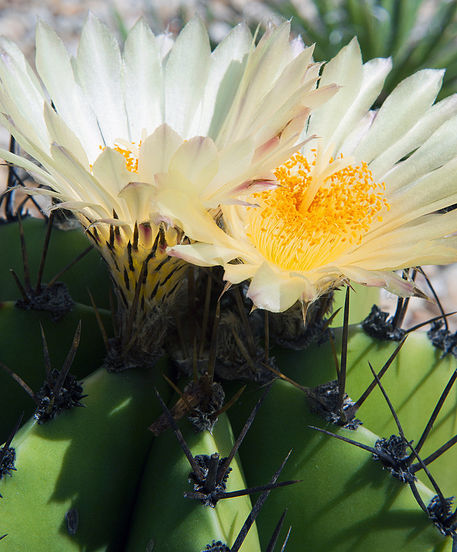 Cactus-flowers
