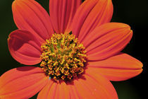 Vibrant Orange Flower by Carolyn Cochran