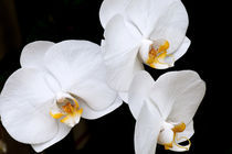 Snow White Orchids von Carolyn Cochran