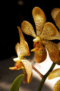 Sun Colored Orchids by Carolyn Cochran