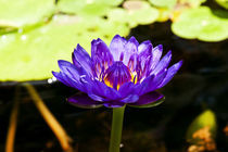 Purple Lotus von Carolyn Cochran