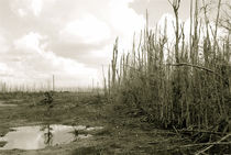 Desolation Everglades von Carolyn Cochran