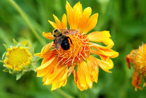 Bee Flower von Carolyn Cochran