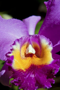 Purple Orchid von Carolyn Cochran