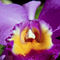 Purple-orchid