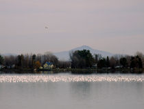 Geese and snow geese on Lake Champlain in Quebec