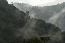 Misty Cloud Forest von John Mitchell