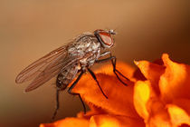 eine Fliege by photoart-hartmann