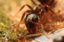 Ameise von photoart-hartmann