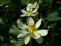 Lotus Flowers by Inge Meldgaard