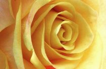 gelbe Schönheit von theresa-digitalkunst